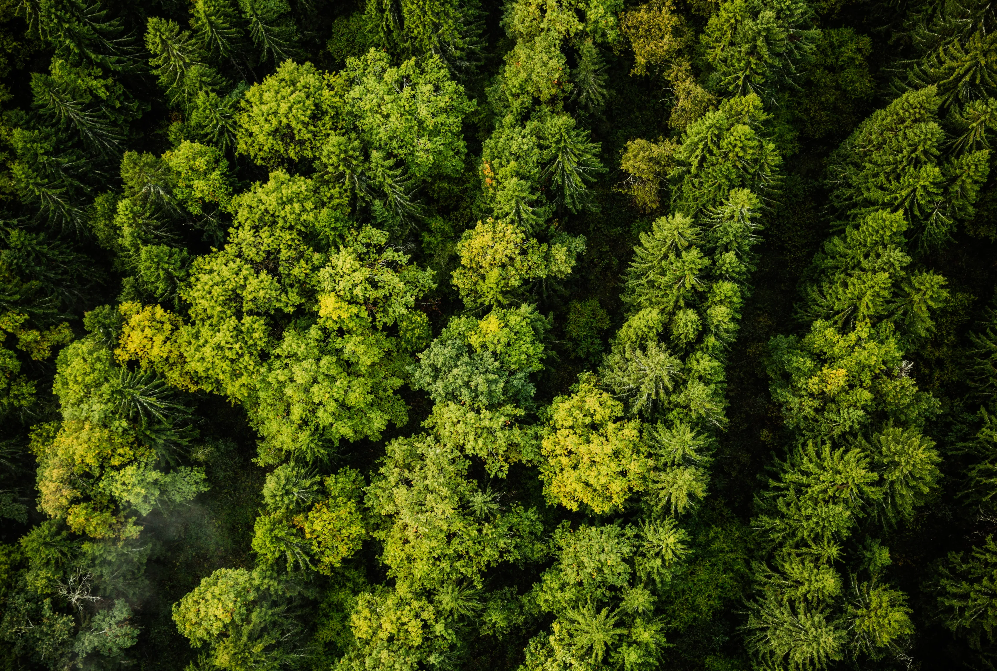 Bosque extenso.